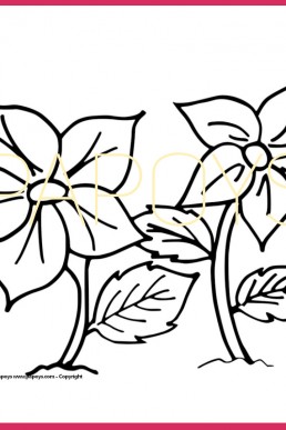 Flowers drawing for free download