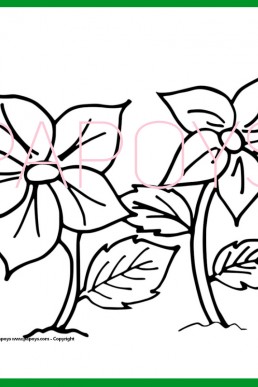 FLOWERS 2 drawing for free download