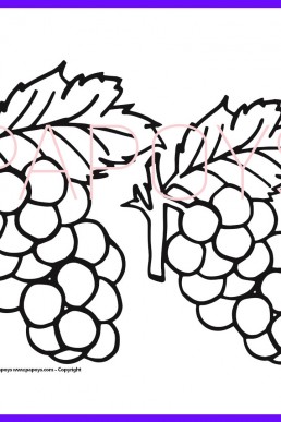 Grape drawing for free download